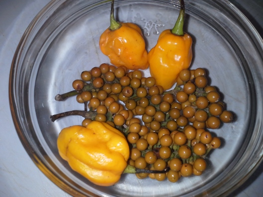 Fresh uziza seeds and Cameroon pepper
