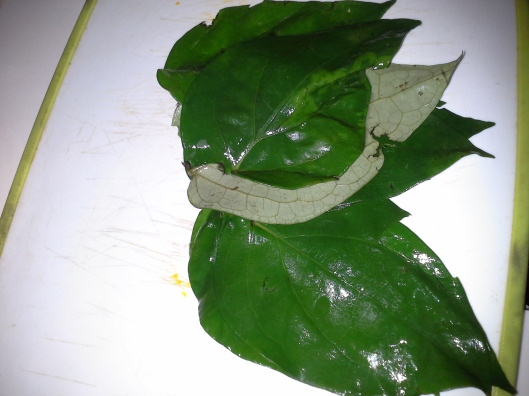 Uziza leaf